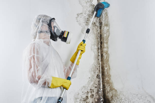 Best Mold Remediation for Specific Building Types in Belvidere, NJ