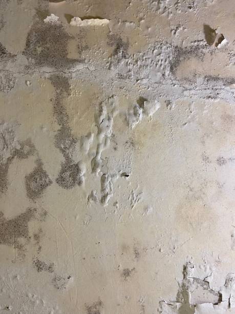 Best Mold Remediation for Schools in Belvidere, NJ