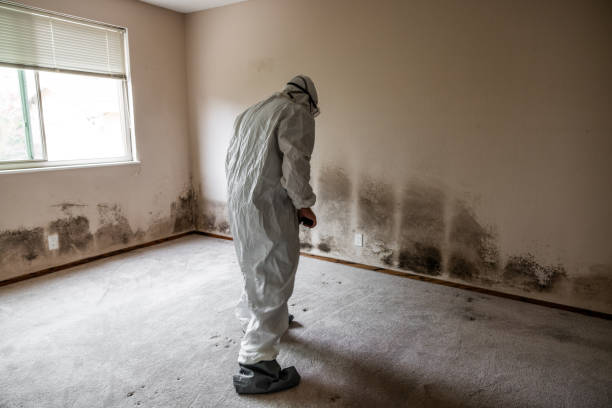 Best HVAC Mold Remediation in Belvidere, NJ