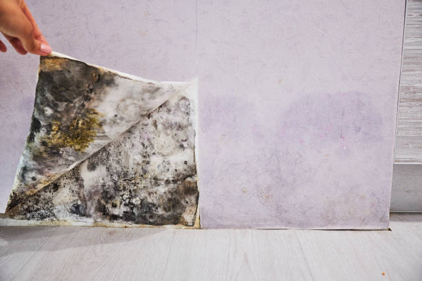 Best Preventive Mold Services in Belvidere, NJ